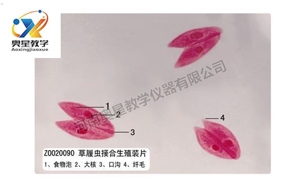 草履蟲接合生殖