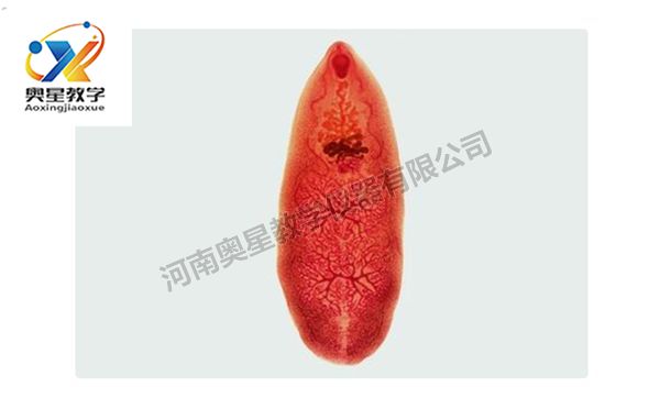 布氏姜片蟲裝片