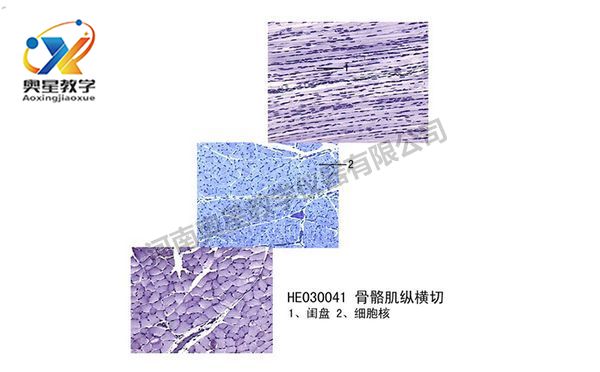 骨骼肌縱橫切
