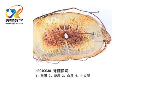 脊髓橫切