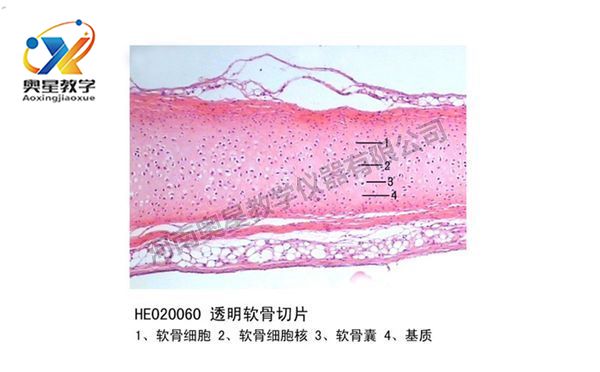 透明軟骨