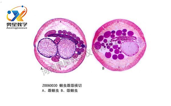 蛔蟲雌雄橫切