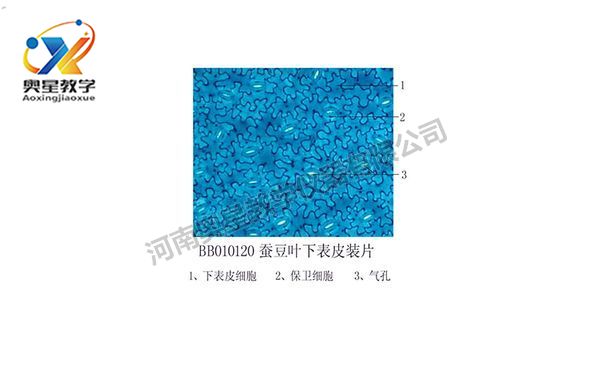 蠶豆葉下表皮