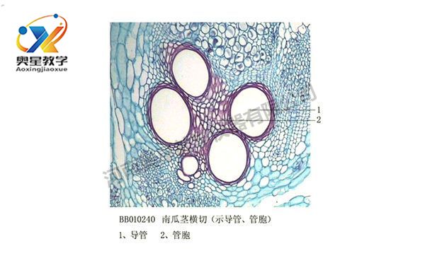 南瓜莖橫切