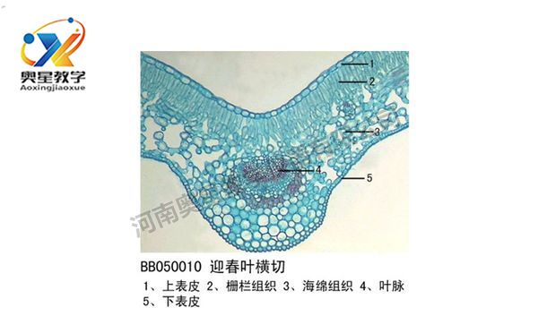 迎春葉橫切