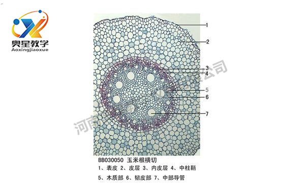 玉米根橫切