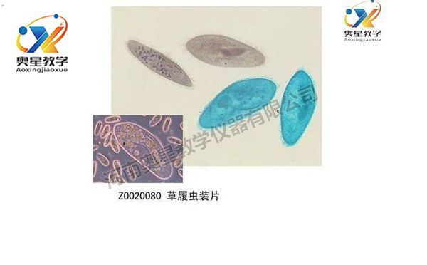 動(dòng)物學(xué)切片