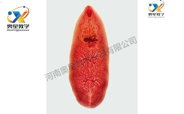 姜片蟲裝片，寄生蟲學(xué)切片