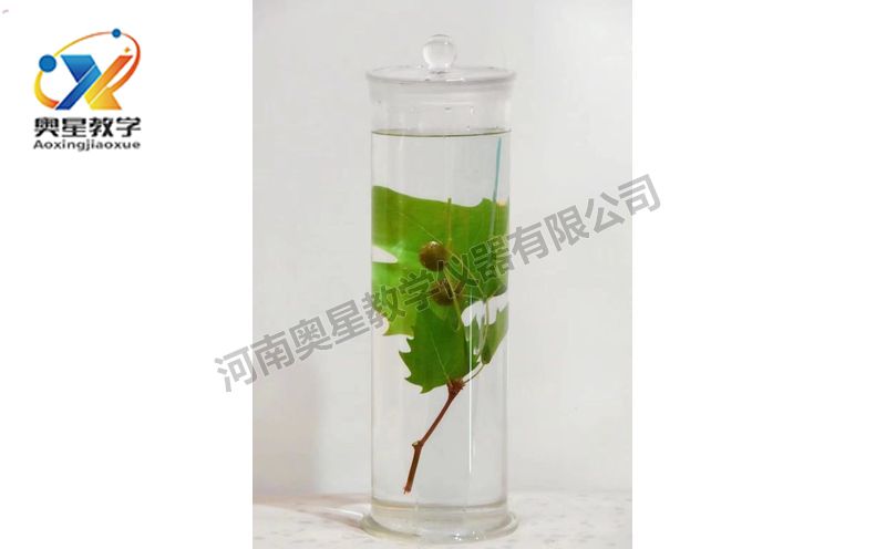 浸漬標(biāo)本