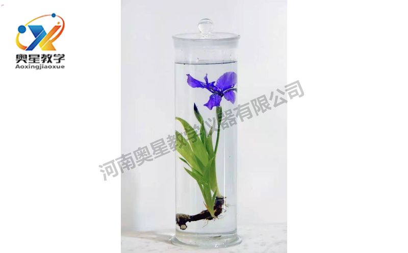 浸漬標(biāo)本