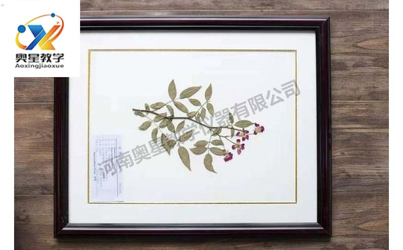 蠟葉標(biāo)本
