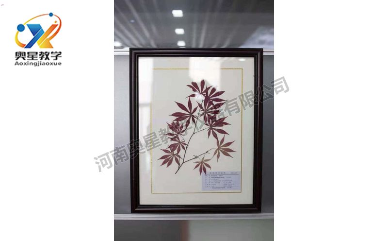 蠟葉標(biāo)本