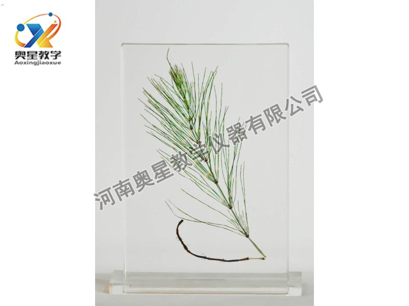 琥珀標(biāo)本