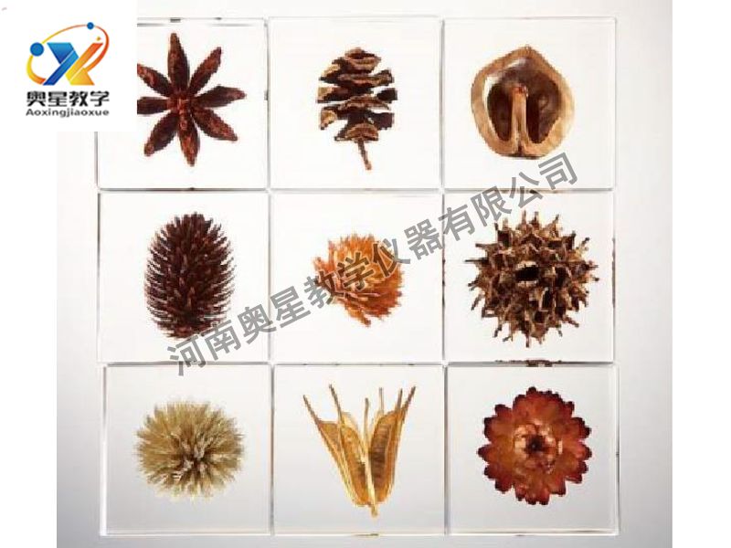 琥珀標(biāo)本