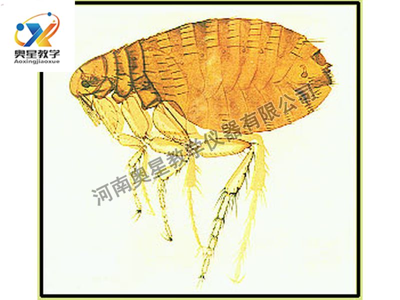 蚤成蟲裝片原圖
