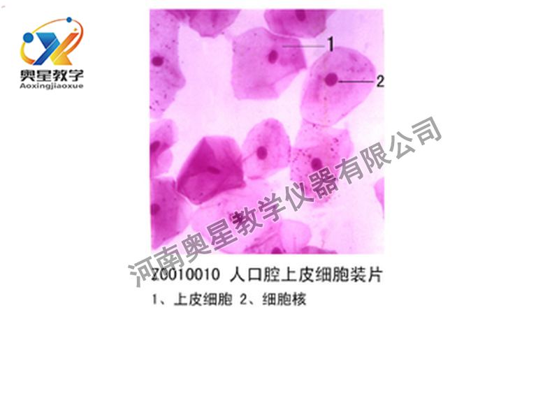人口腔上皮細(xì)胞裝片