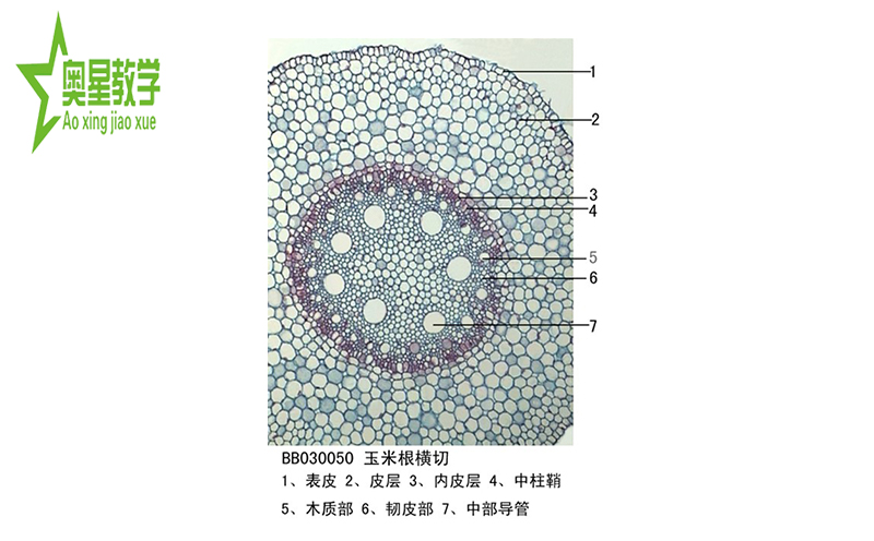 生物切片標(biāo)本的防潮小技巧