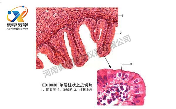制作生物切片標(biāo)本7步法