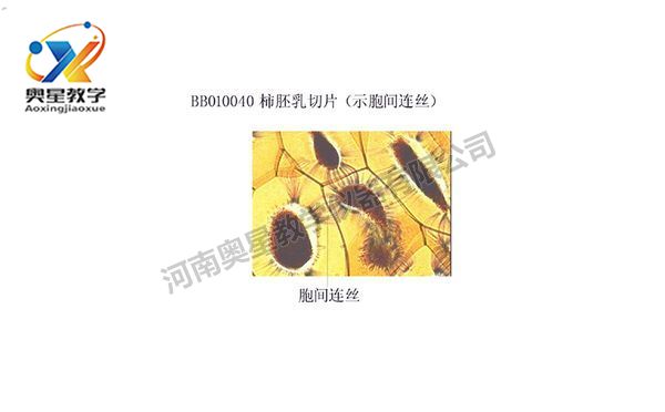 植物學(xué)標(biāo)本廠家解析顯微鏡的日常保養(yǎng)