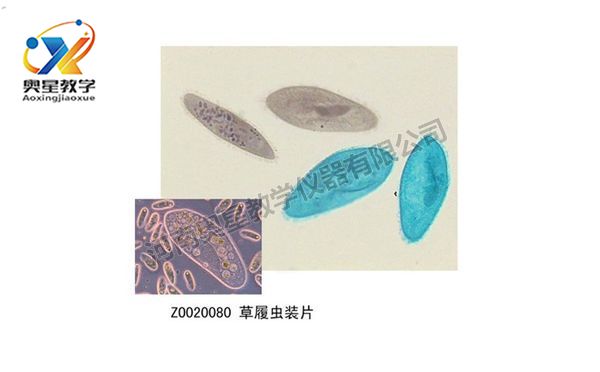 如何制作生物切片觀察標本