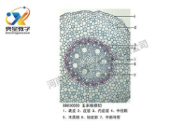  植物學(xué)標(biāo)本廠家?guī)慊仡欀参飿?biāo)本的歷史