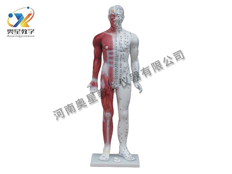 人體針炙模型
