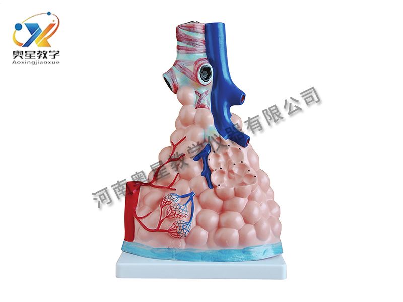 肺泡放大模型